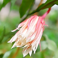 昙花炖鸡汤的做法图解2
