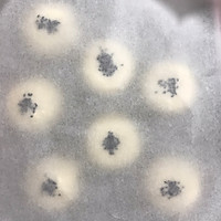 日式芋泥包（附芋泥做法）的做法图解13