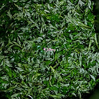 艾草青团的做法图解1