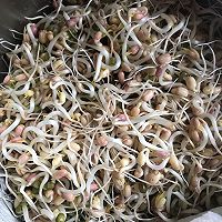 绿豆芽成长记的做法图解9