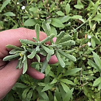 温州特色青团-棉菜饼的做法图解1