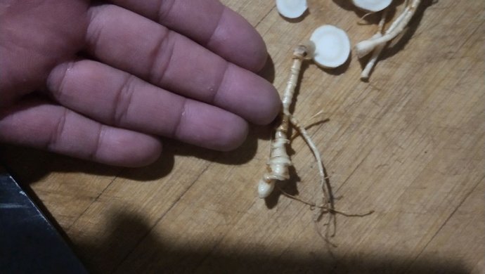 林下参煮方便面