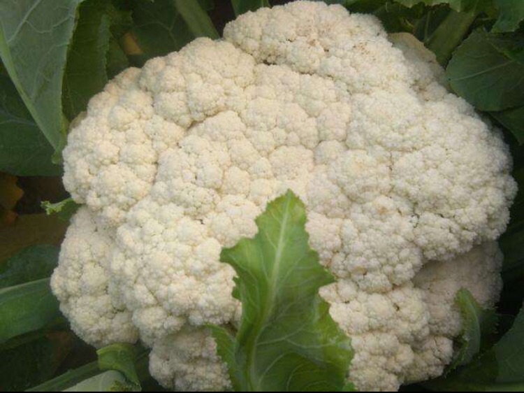 清炒松花菜怎么做 清炒松花菜的做法 豆果美食