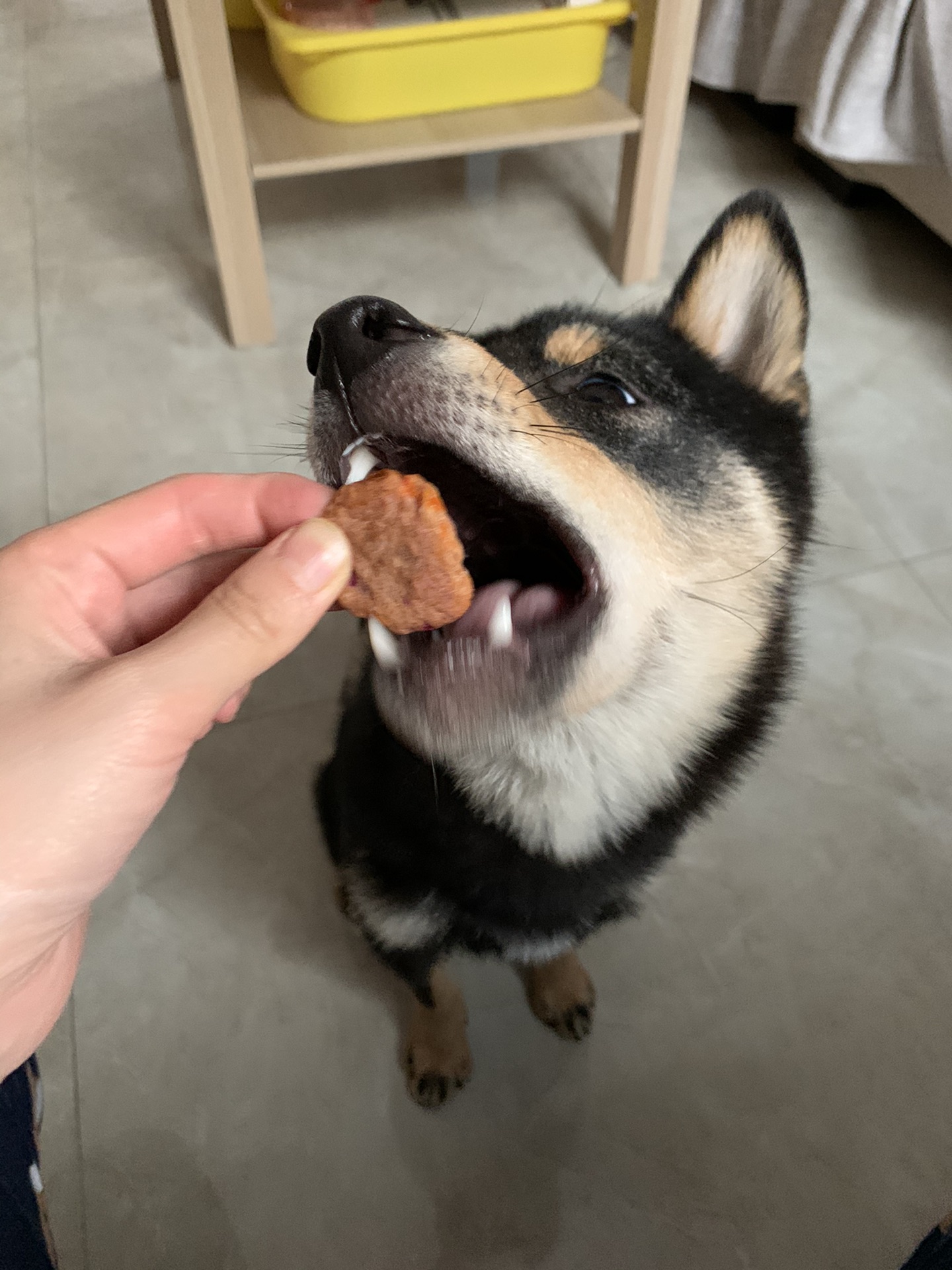 宠物饼干怎么做 宠物饼干的做法 豆果美食