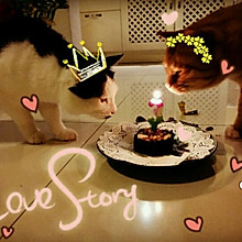 给猫咪的生日蛋糕（真的是猫咪吃的哦）