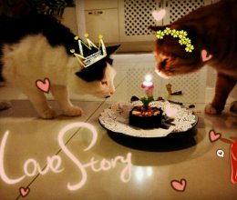 给猫咪的生日蛋糕（真的是猫咪吃的哦）的做法