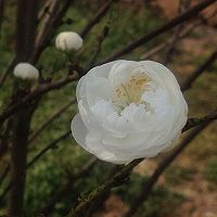 芳华永驻桃花果冻的做法图解2