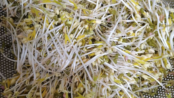 自发绿豆芽