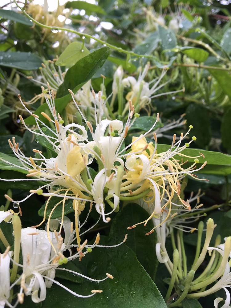 蜜渍金银花的做法