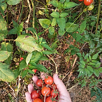 农村西红柿保存方法的做法图解1