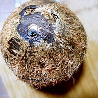 椰子全攻略【椰浆椰油椰蓉自制(附开椰诀窍)】当一回原始人吧!的做法图解4