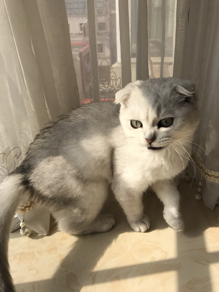 猫猫的饭的做法
