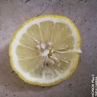 柠檬橘子汁的做法图解2