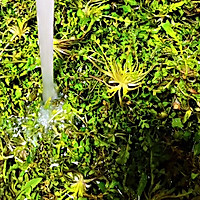 #餐桌上的春日限定#荠菜馅包子的做法图解2