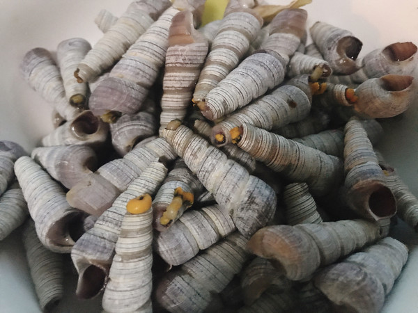 香辣钉螺(海锥)(