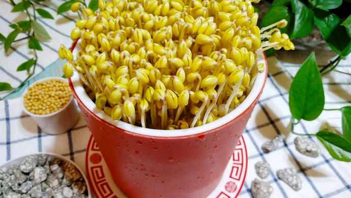 黄豆芽