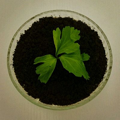 盆栽酸奶冻