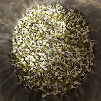 绿豆芽成长记的做法图解6