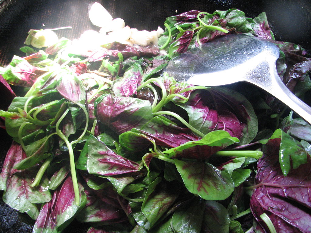 红穗铁苋菜-药用植物花谱-图片