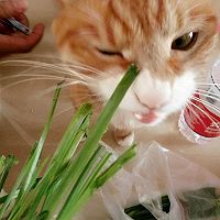 鲜虾仁水饺的做法图解1