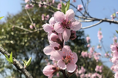 腊味糯米饭