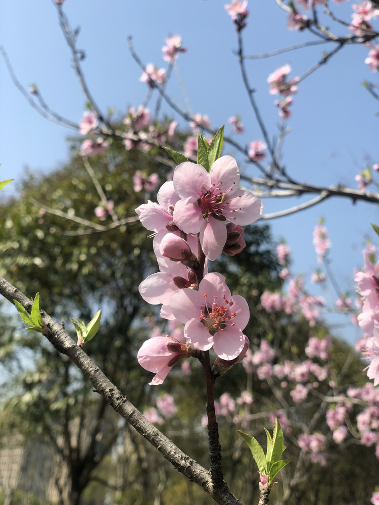 腊味糯米饭的做法