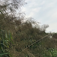 五色西米粽的做法图解1