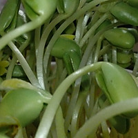 自发黒豆芽的做法图解7