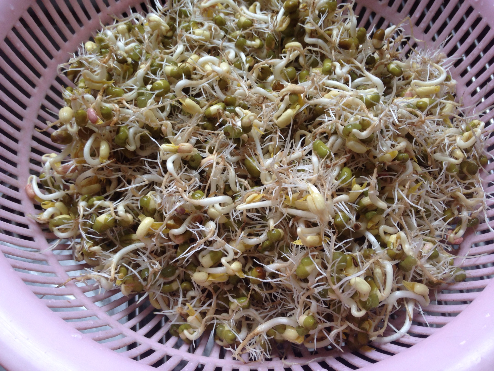 自发绿豆芽怎么做_自发绿豆芽的做法_豆果美食