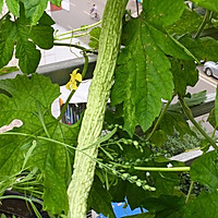 苦瓜炒肉的做法图解1