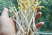 #零腹担吃夜宵#自发豆芽0失败实现豆芽自由的做法