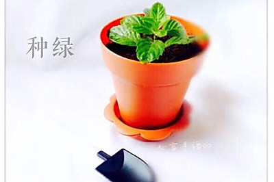 种绿（奶油奶酪盆栽蛋糕）