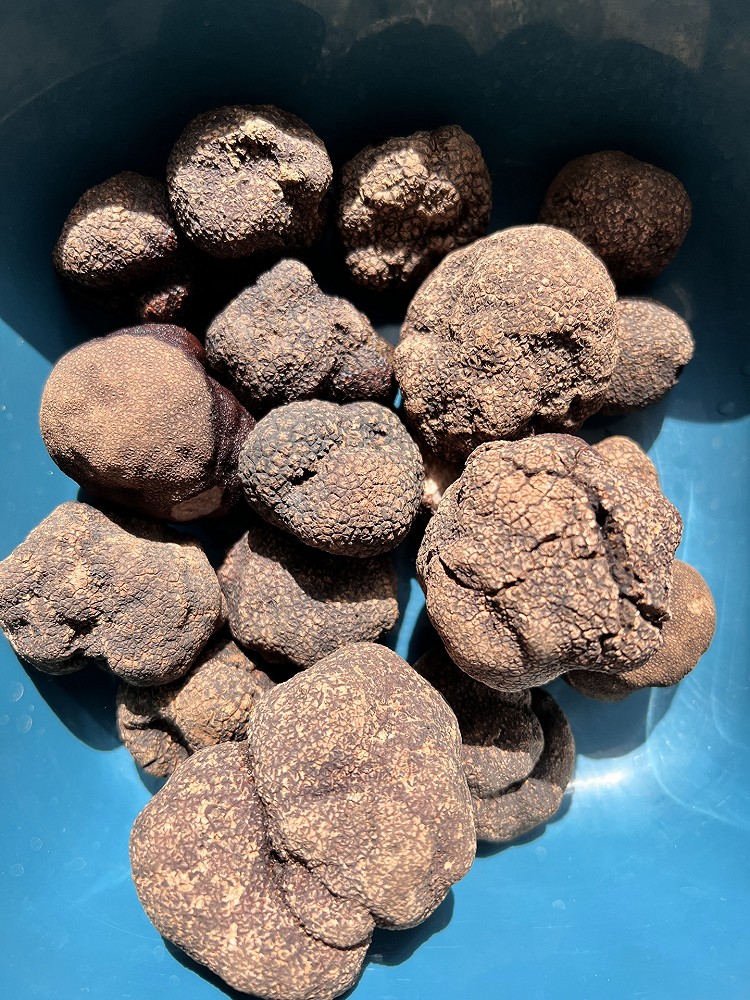 松露炖鸡的做法