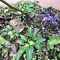 不可辜负春的野菜—蒜香紫花地丁拌鸡丝的做法图解10