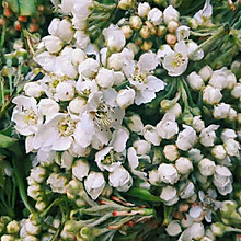 云南百花宴~素炒棠梨花