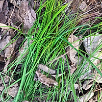 野葱油（小蒜）拌面的做法图解1