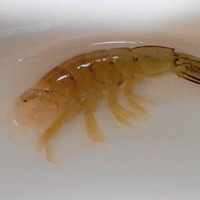 新鲜虾油的做法图解8