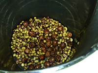 桑椹莲子豆浆#松下多面美味#的做法图解3