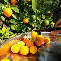 咸柑橘的做法图解1