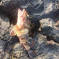 油炸石斑鱼豆腐汤两吃的做法图解1