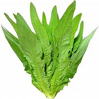 蒜蓉油麦菜的做法图解1