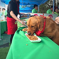 狗狗美食之增强免疫健康餐的做法图解2