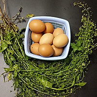 荠菜花煮鸡蛋的做法图解1