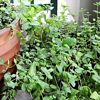 薄荷手撕鸡的做法图解6