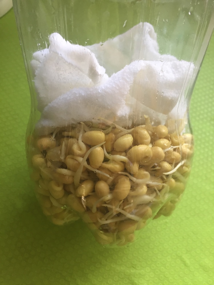 简单方便自发豆芽的做法图解3