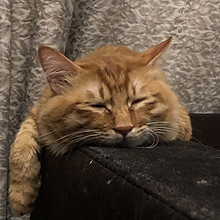 卤蛋