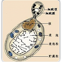 关于酵母的一些小知识分享~的做法图解1