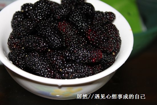 桑椹美食终极版第一部：原只怀旧吃法