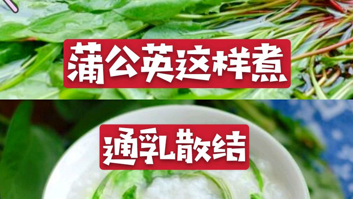 乳腺结节“对手”蒲公英这样煮通俗散结