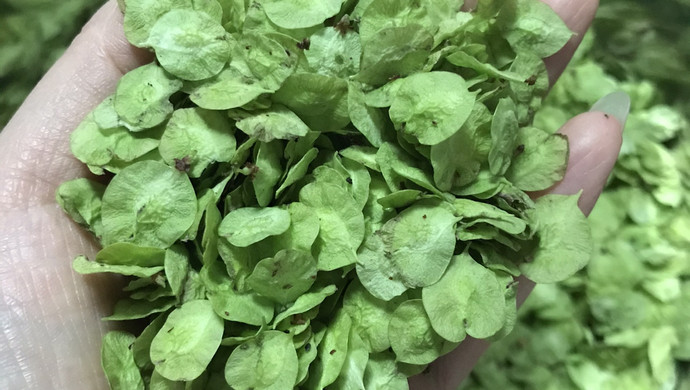 简易版之香煎榆钱